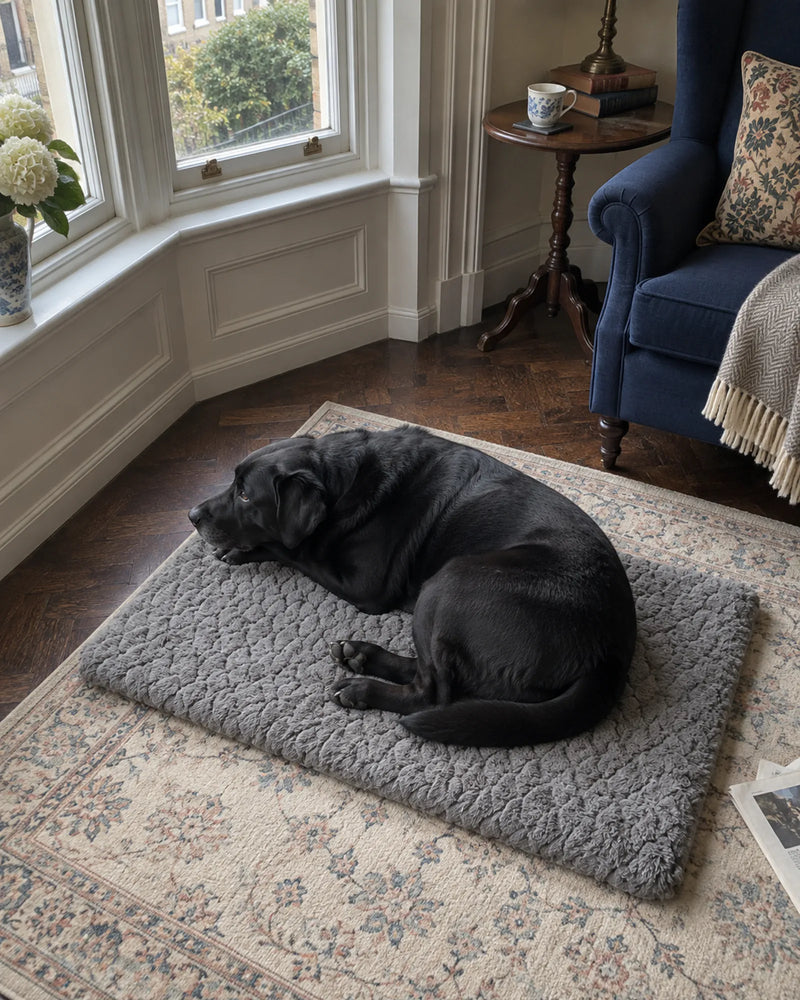 Black labrador on the orthopaedic mat in a Victorian-style living room