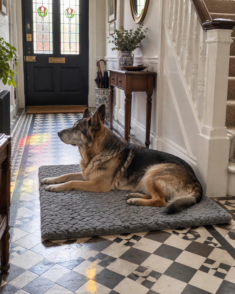 German shepherd on the mat in a hallway