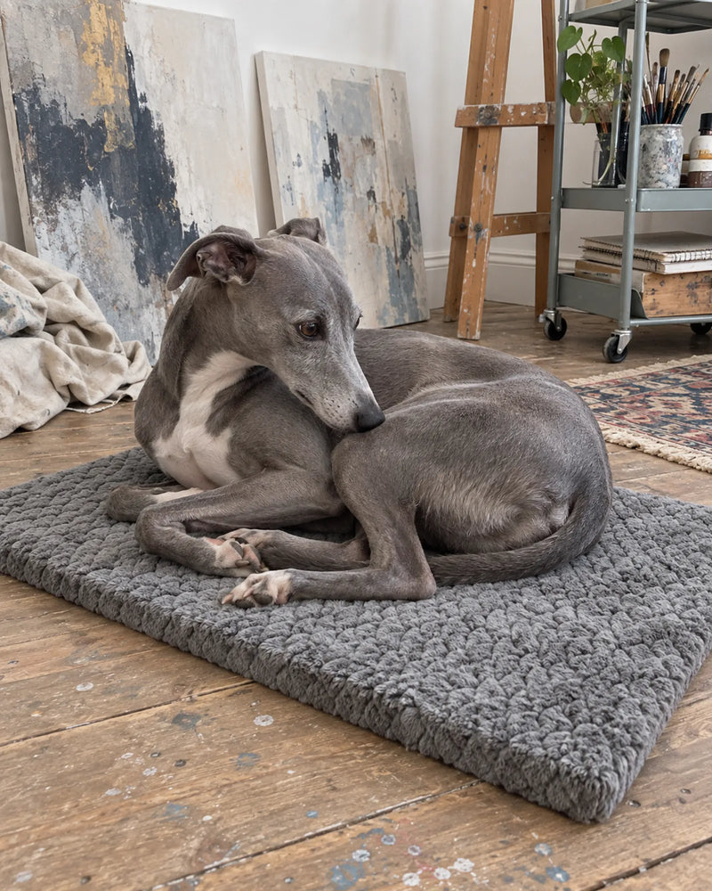 Whippet on the mat in an art studio